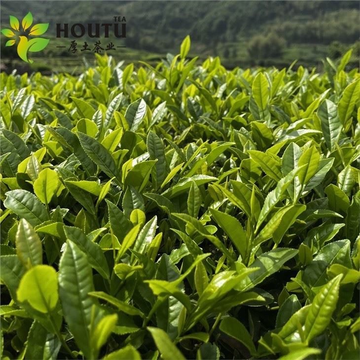 Green Tea suppliers