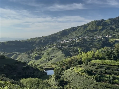 Morocco: The World's Largest Importer of Chinese Green Tea