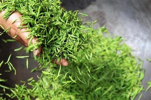 „Longjing“ grupės veislė