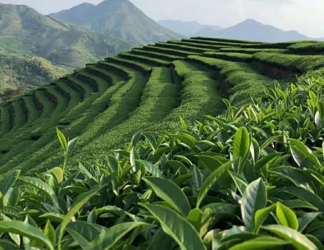 what type of plant is tea what type of plant is tea